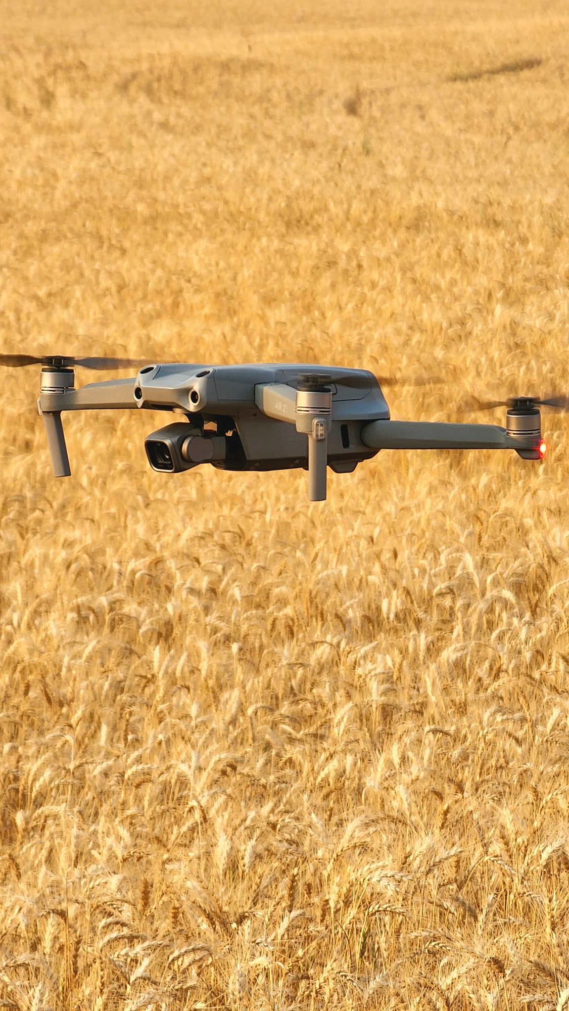 Filmagem colheita do trigo